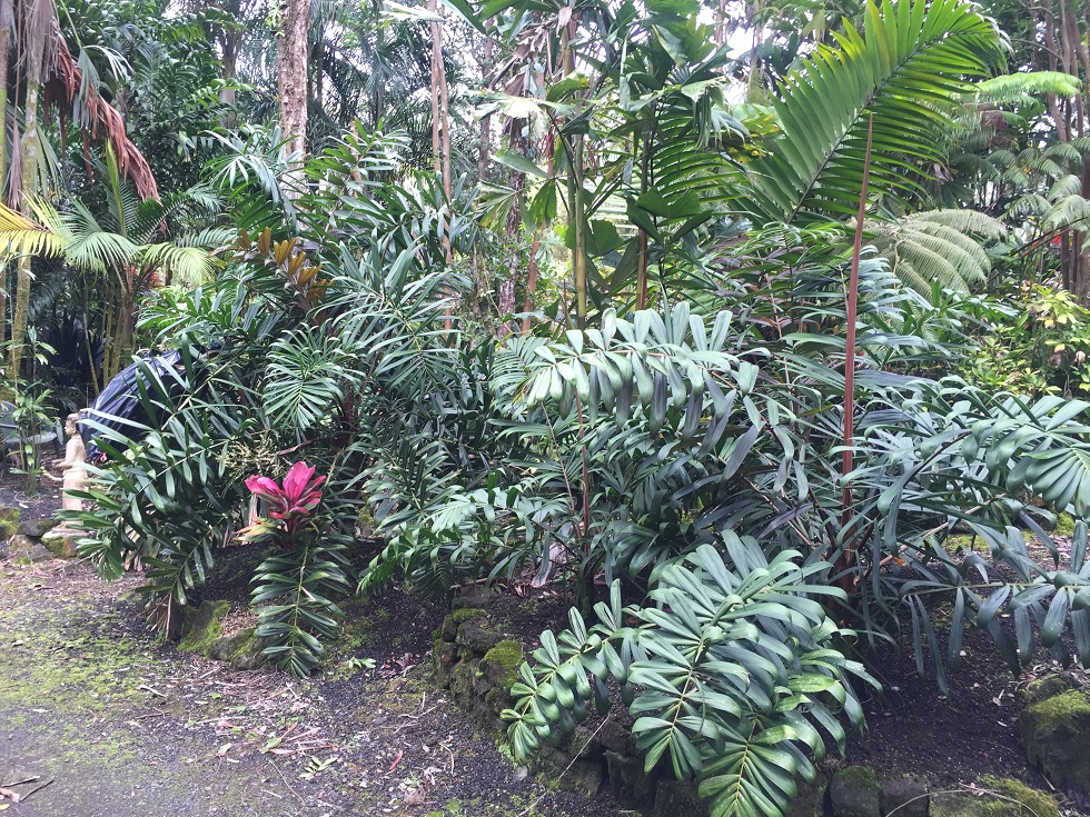 Floribunda Palms and Exotics - DISCUSSING PALM TREES WORLDWIDE - PalmTalk