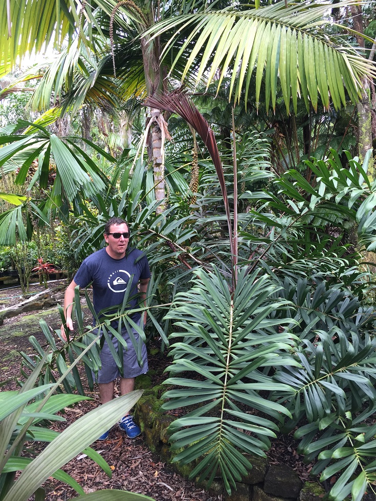 Floribunda Palms and Exotics - DISCUSSING PALM TREES WORLDWIDE - PalmTalk