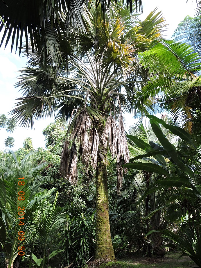 Mark Daish Botanical Garden - DISCUSSING PALM TREES WORLDWIDE - PalmTalk