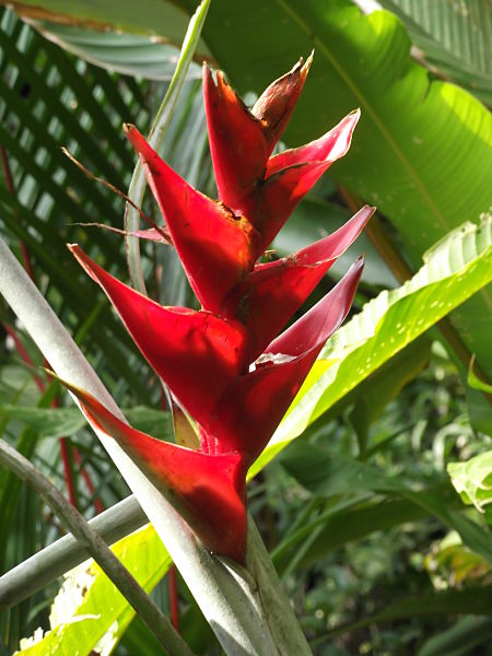 A couple Heliconia photos - TROPICAL LOOKING PLANTS - Other Than Palms ...