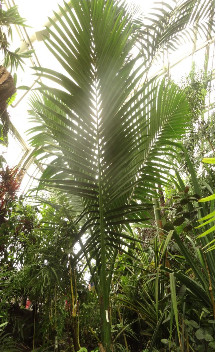 Botanic garden in Prague - DISCUSSING PALM TREES WORLDWIDE - PalmTalk