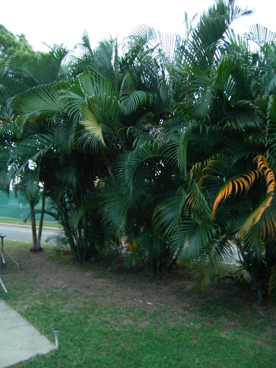 Golden Cane Palms? - DISCUSSING PALM TREES WORLDWIDE - PalmTalk