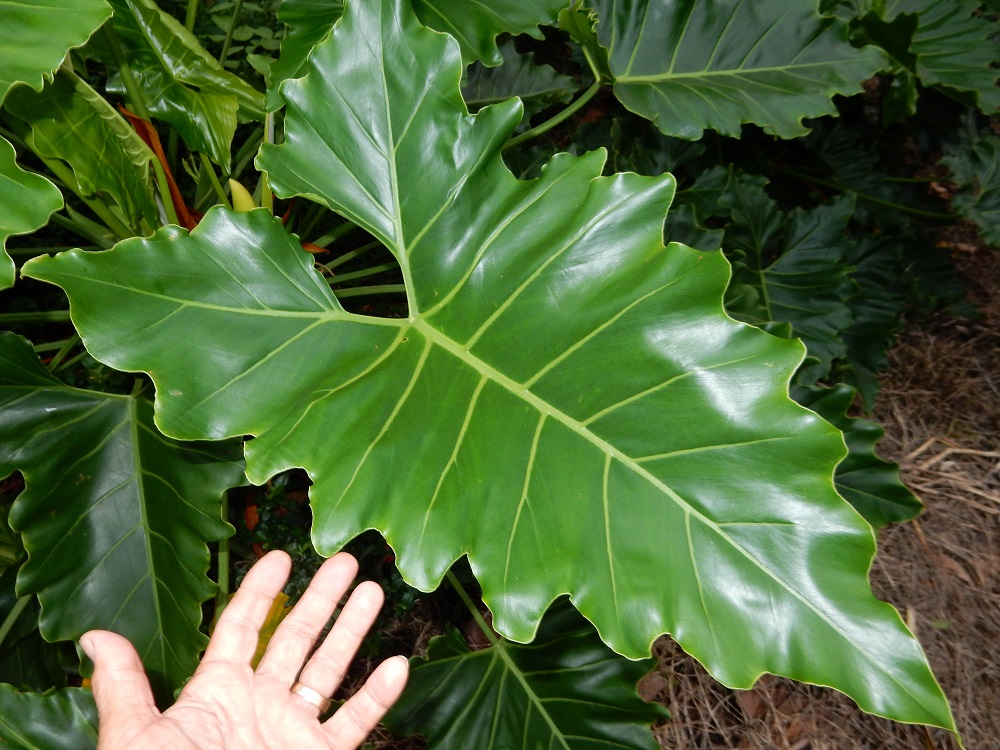 Philodendron hybrid - TROPICAL LOOKING PLANTS - Other Than Palms - PalmTalk