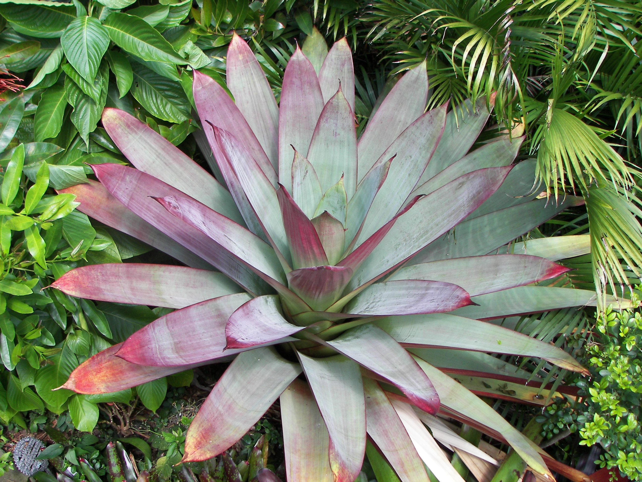 Alcantareas in the garden2-species - TROPICAL LOOKING PLANTS - Other ...