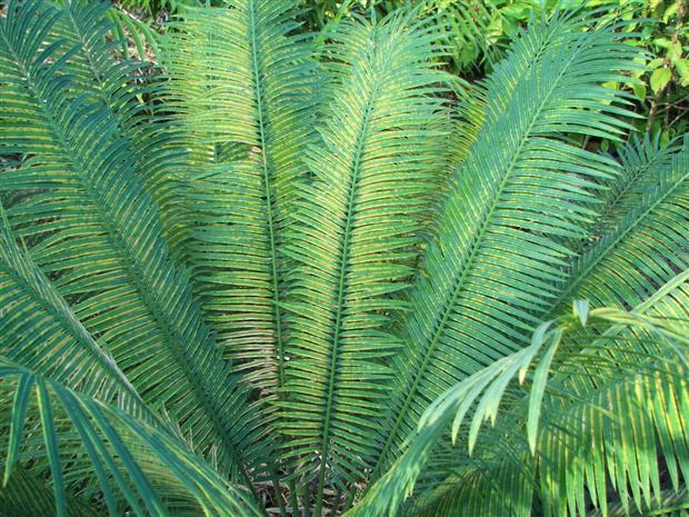 Need a CYCAD identification - TROPICAL LOOKING PLANTS - Other Than ...