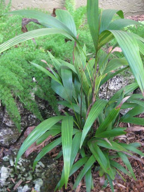 Understory Palms - DISCUSSING PALM TREES WORLDWIDE - PalmTalk