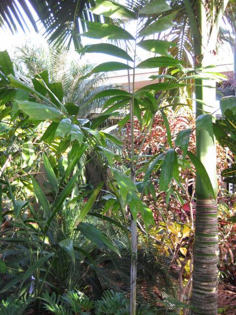 Understory Palms - DISCUSSING PALM TREES WORLDWIDE - PalmTalk