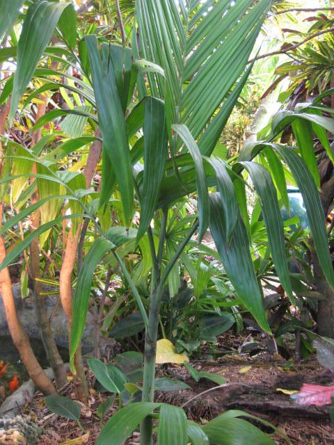 Understory Palms - DISCUSSING PALM TREES WORLDWIDE - PalmTalk