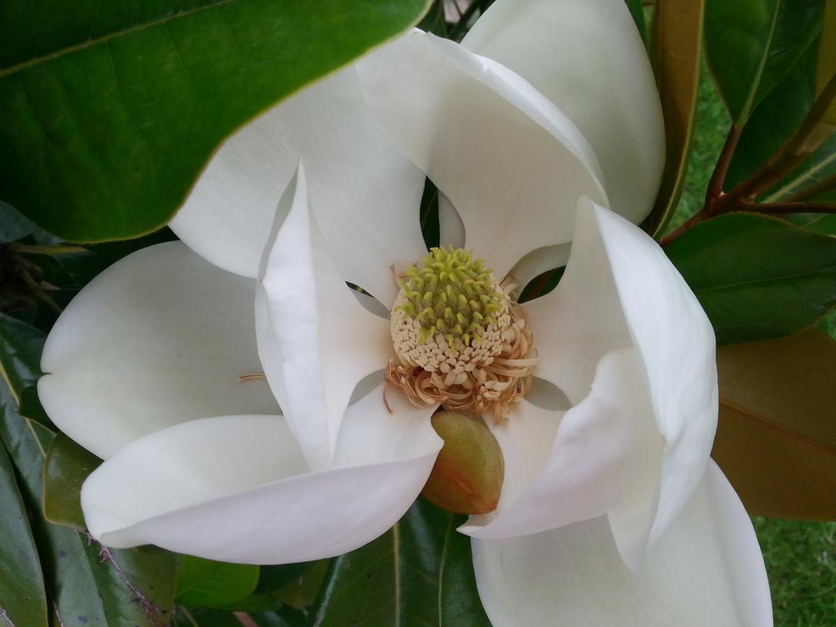 Double flowers Magnolia grandiflora 'Treyvei' - TROPICAL LOOKING PLANTS ...