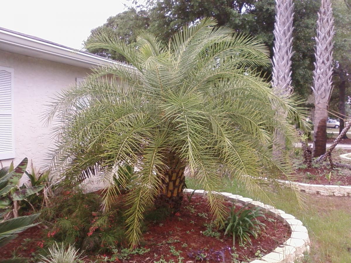 Phoenix sylvestris in California - DISCUSSING PALM TREES WORLDWIDE ...