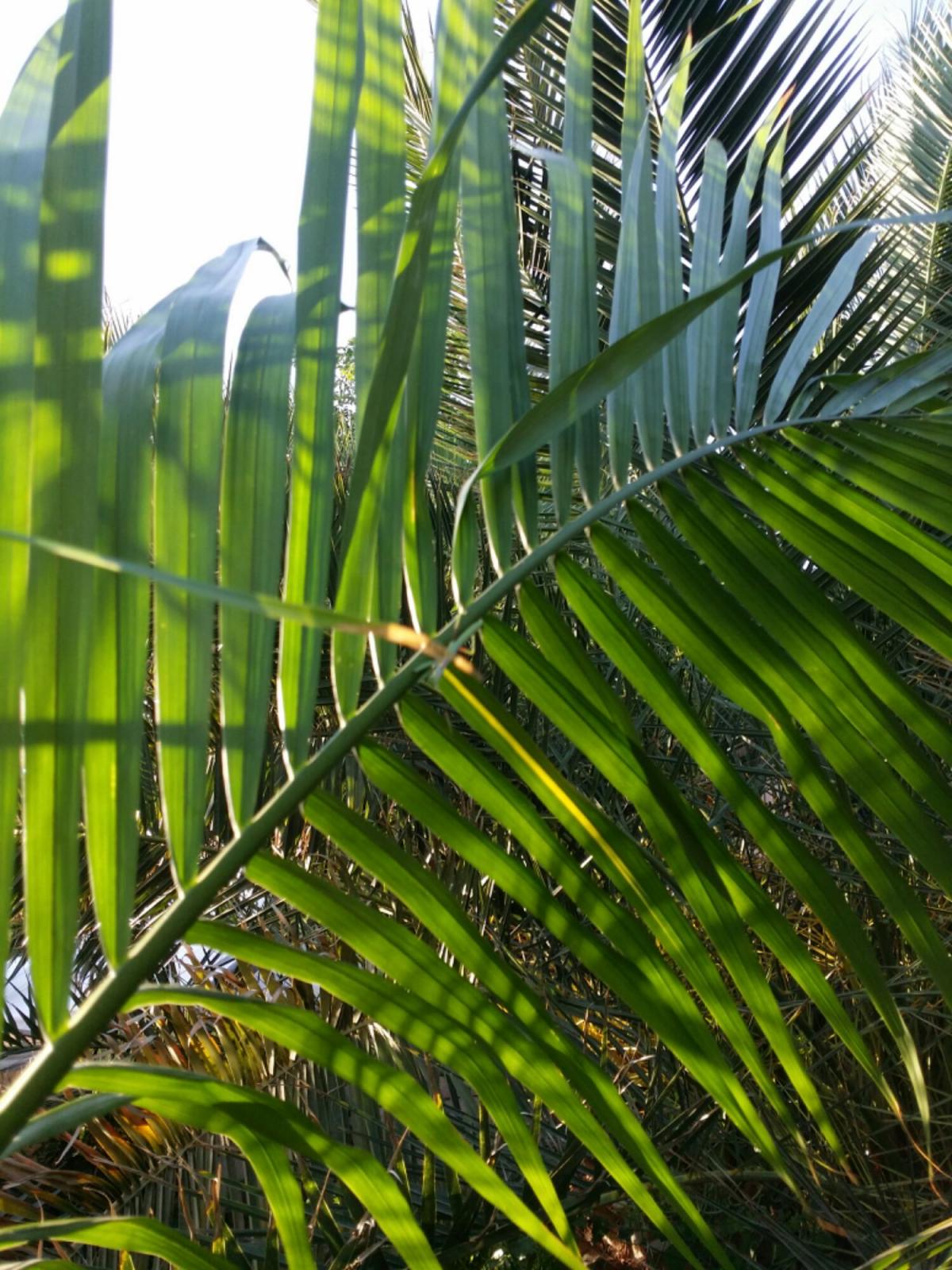 Variegated Roystonea Oleracea - DISCUSSING PALM TREES WORLDWIDE - PalmTalk